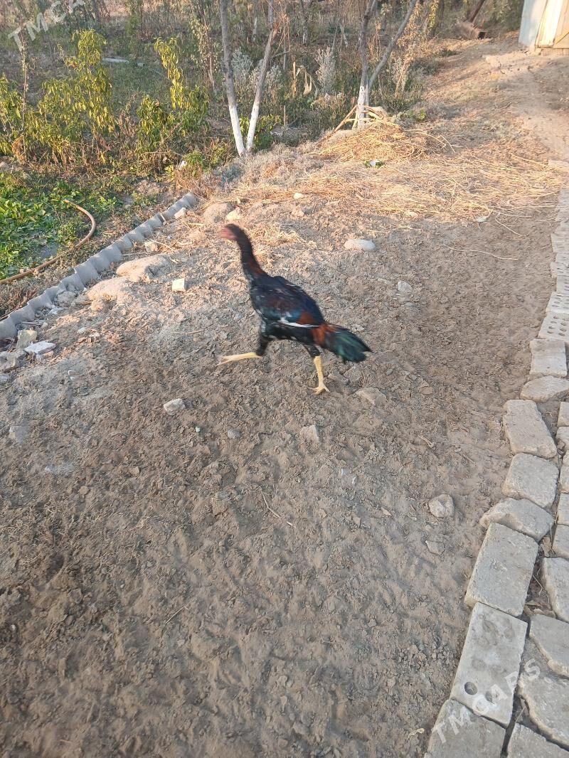 хороз - Sakarçäge - img 2