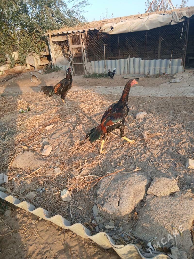 хороз - Sakarçäge - img 1