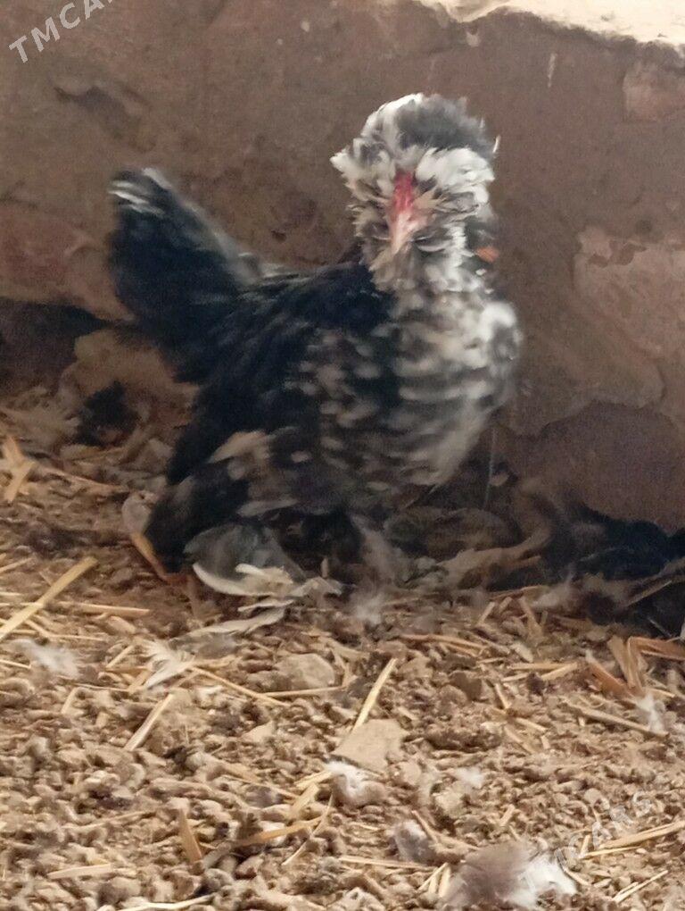 карей карлик - Чарджоу - img 3