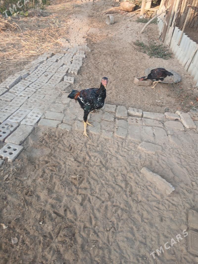 хороз - Sakarçäge - img 3