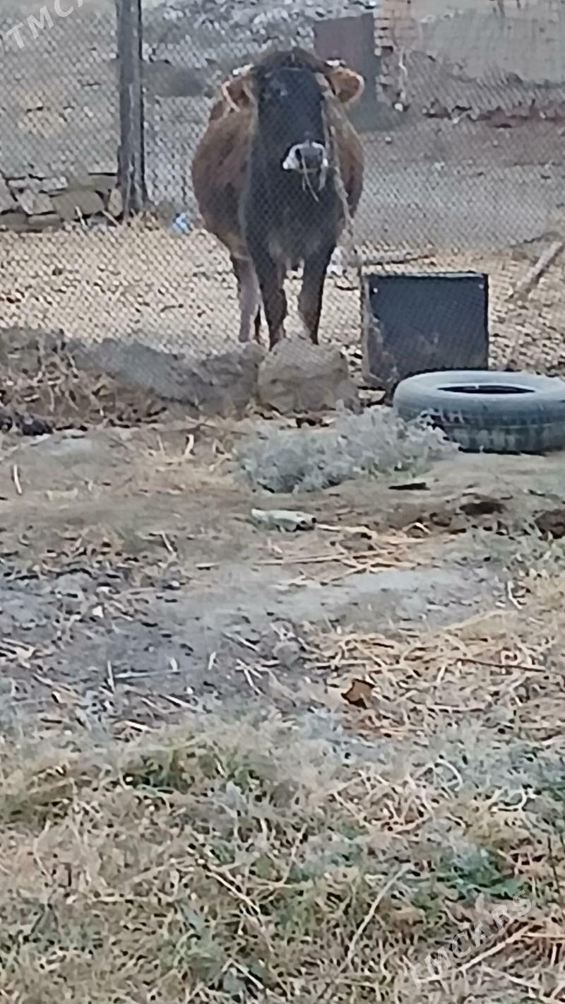 SWES  SYGYR - Бахарден - img 2