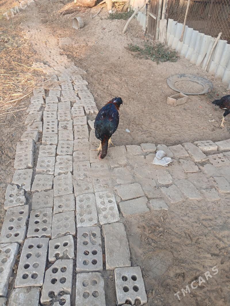 хороз - Sakarçäge - img 4