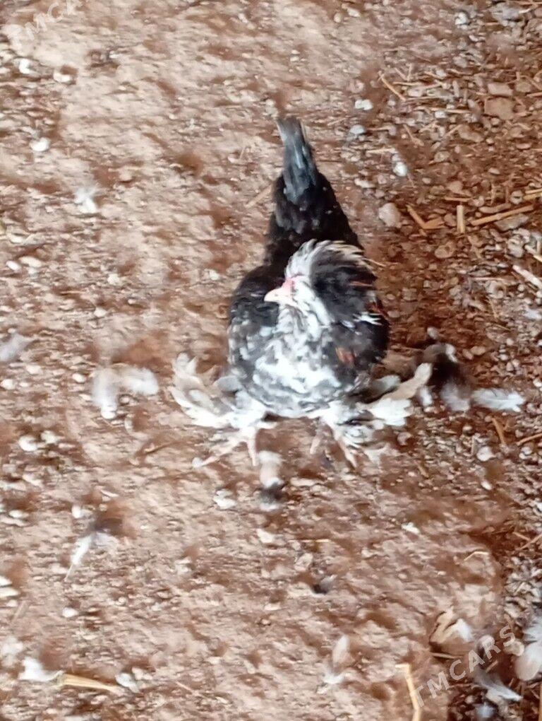 карей карлик - Чарджоу - img 2