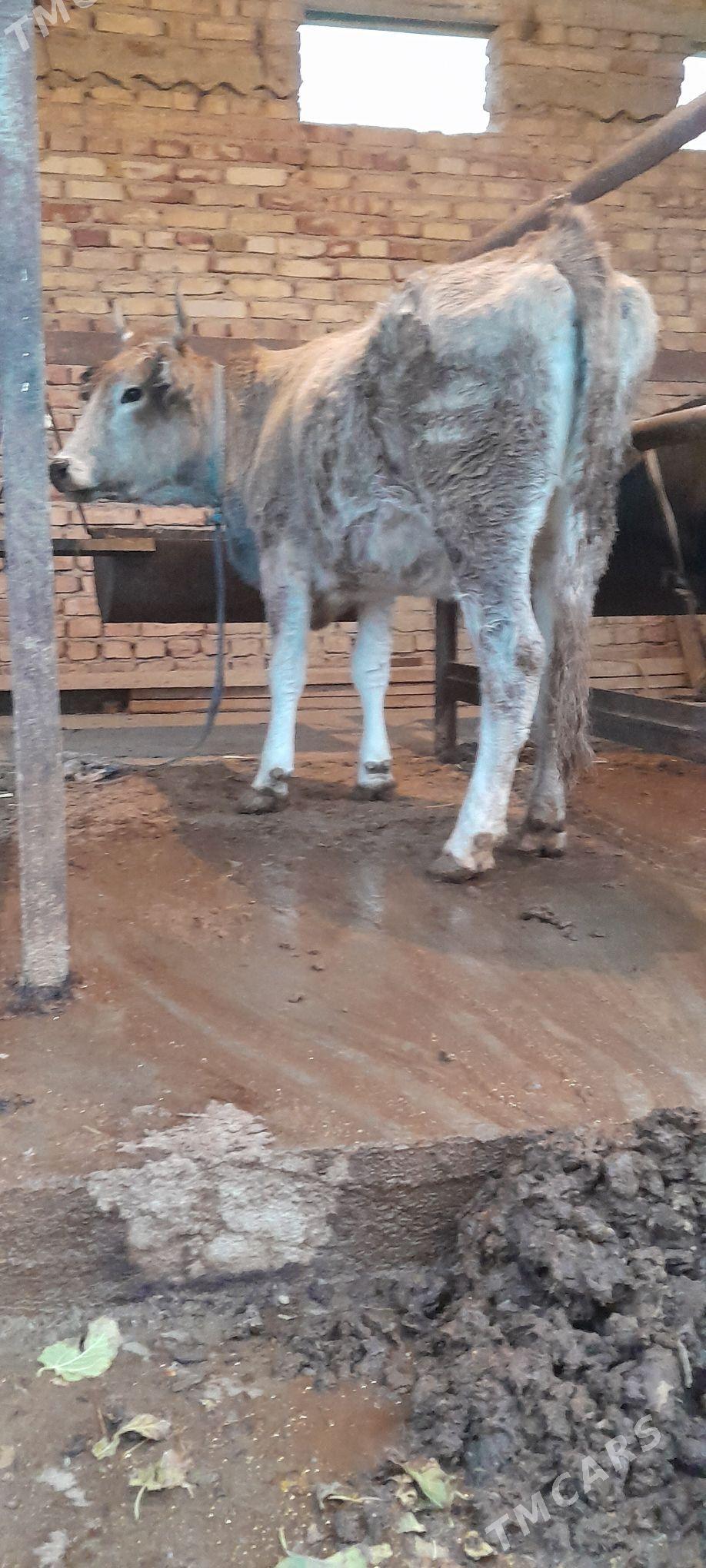 TUWE - Бахарден - img 2