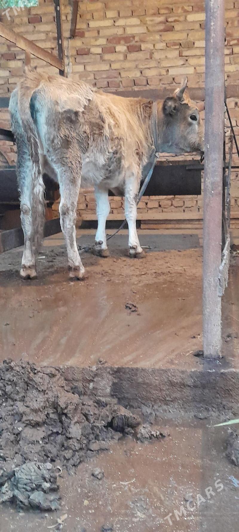 TUWE - Бахарден - img 3