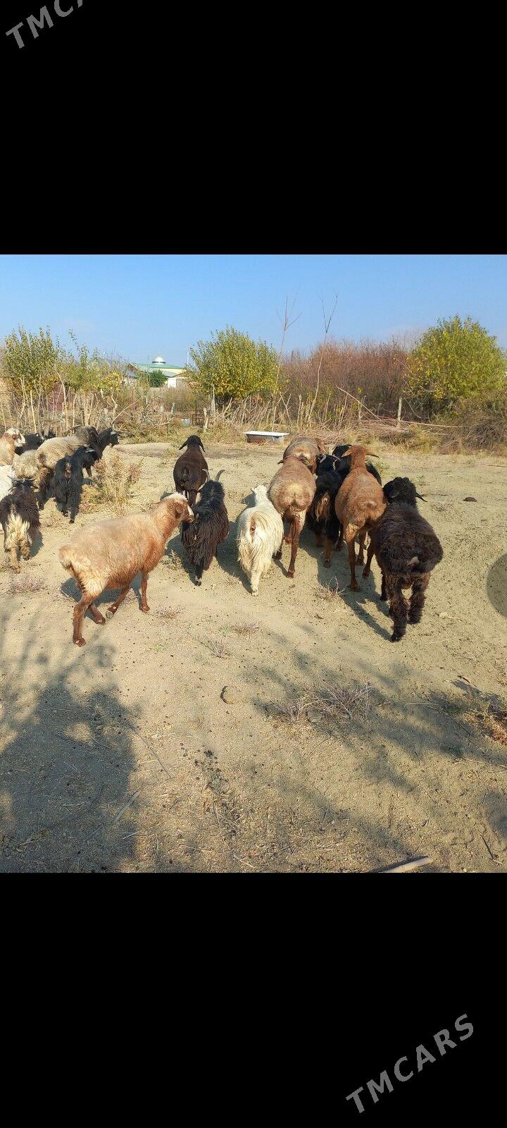 Goyun - Magtymguly - img 2