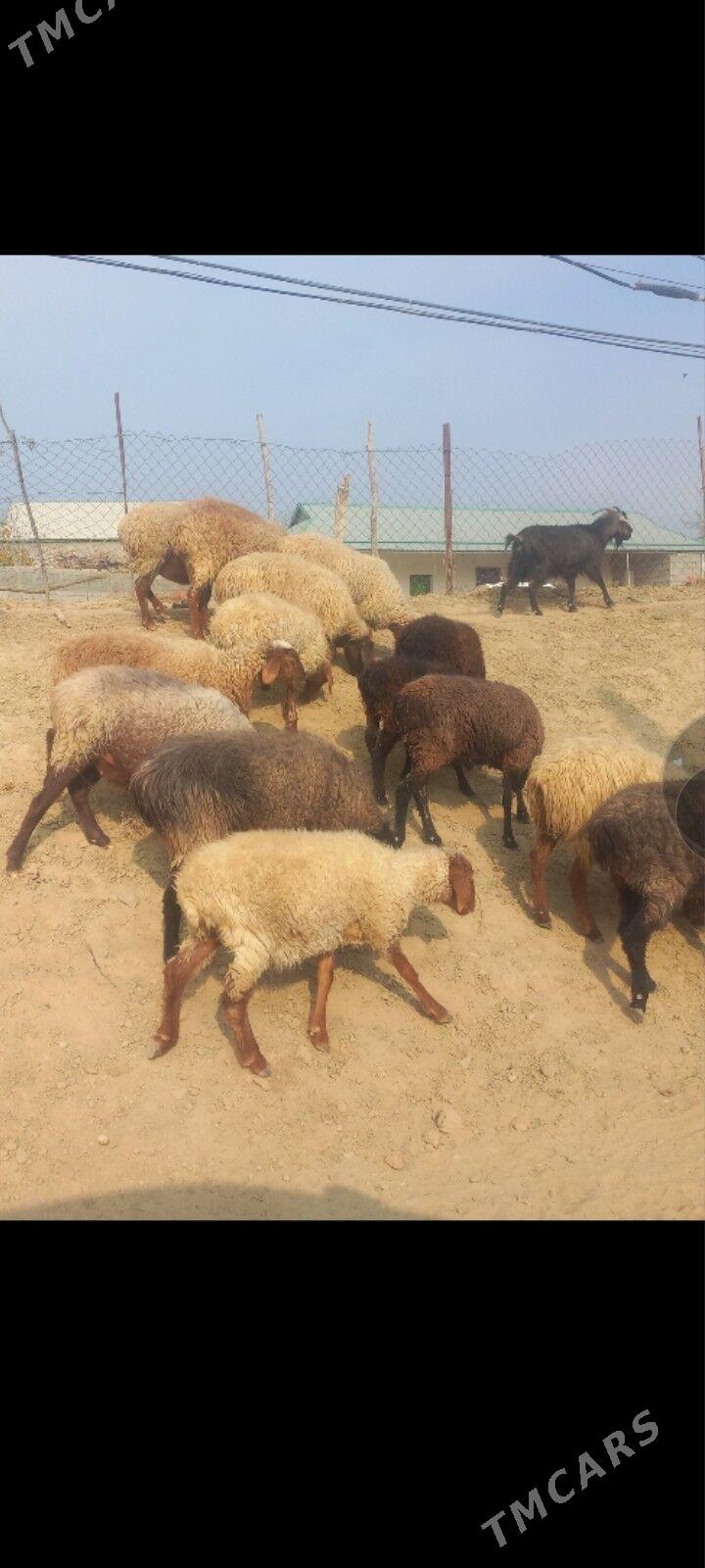 Goyun - Magtymguly - img 4