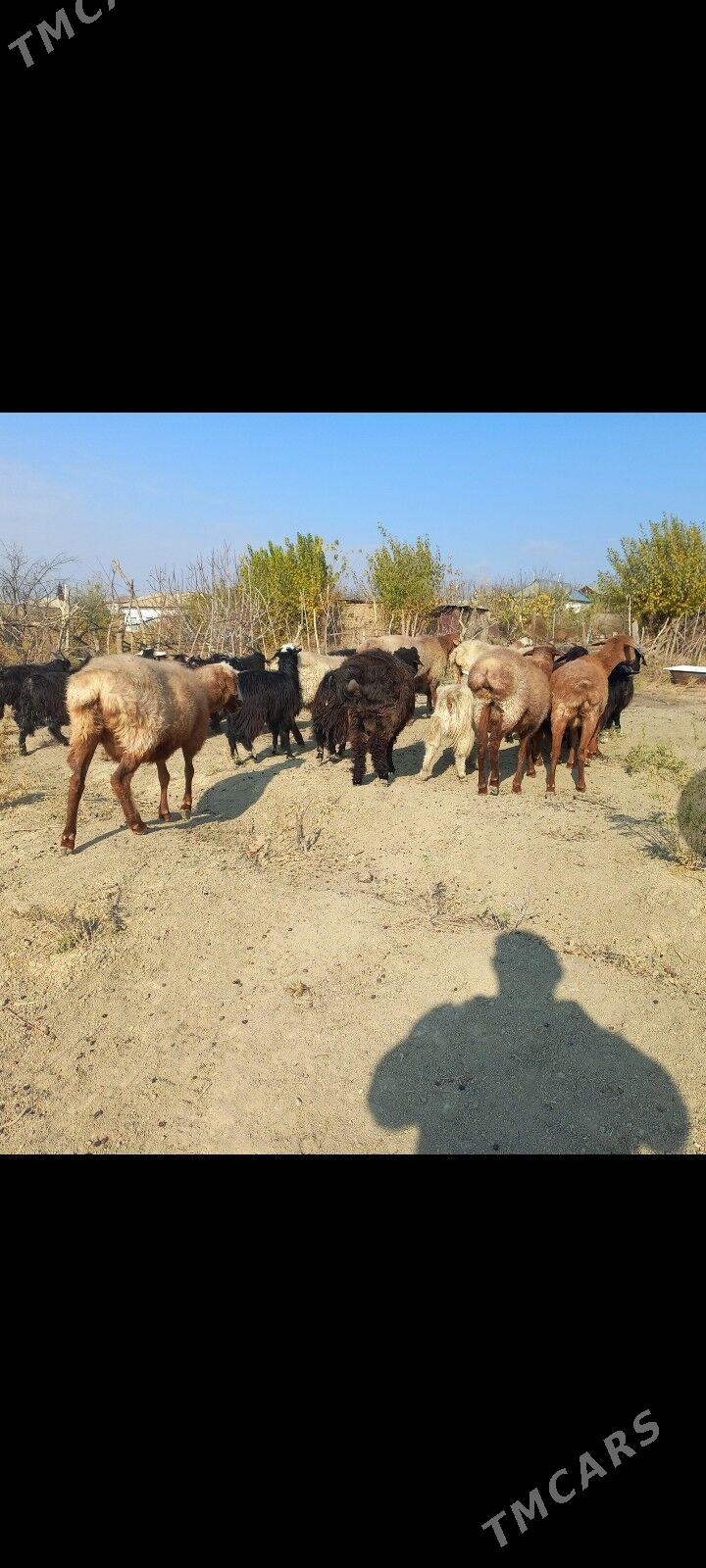 Goyun - Magtymguly - img 3