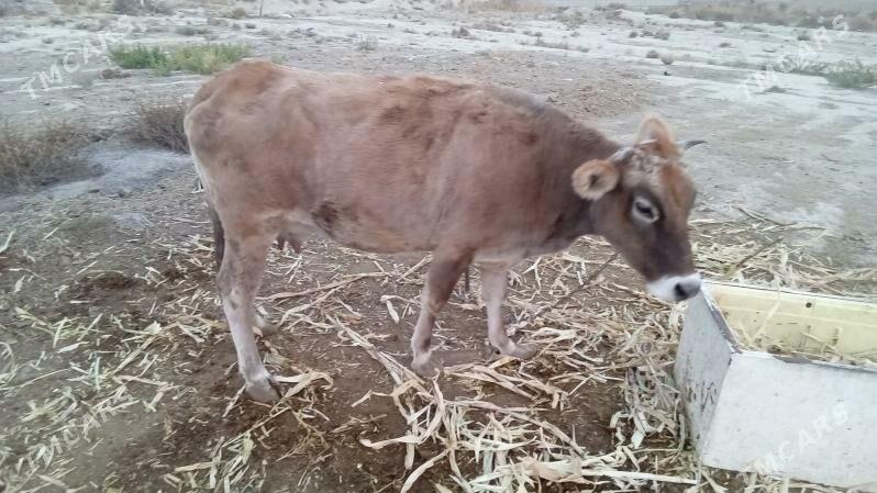 Goleli   sigir - Бахарден - img 2