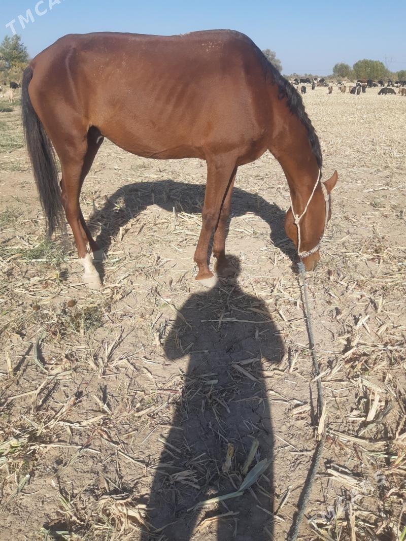 At satylyar - Гороглы (Тагта) - img 2