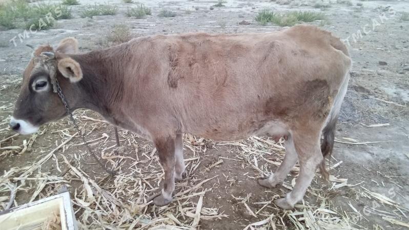 Goleli   sigir - Бахарден - img 3