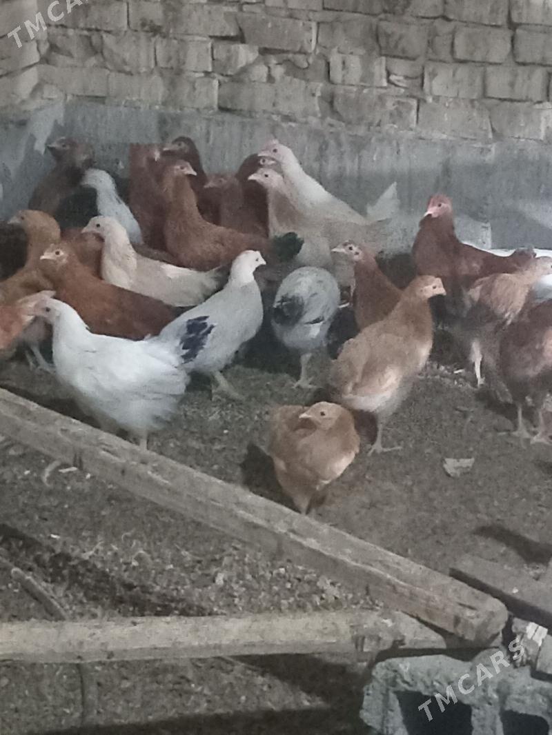 jüje - Кака - img 6