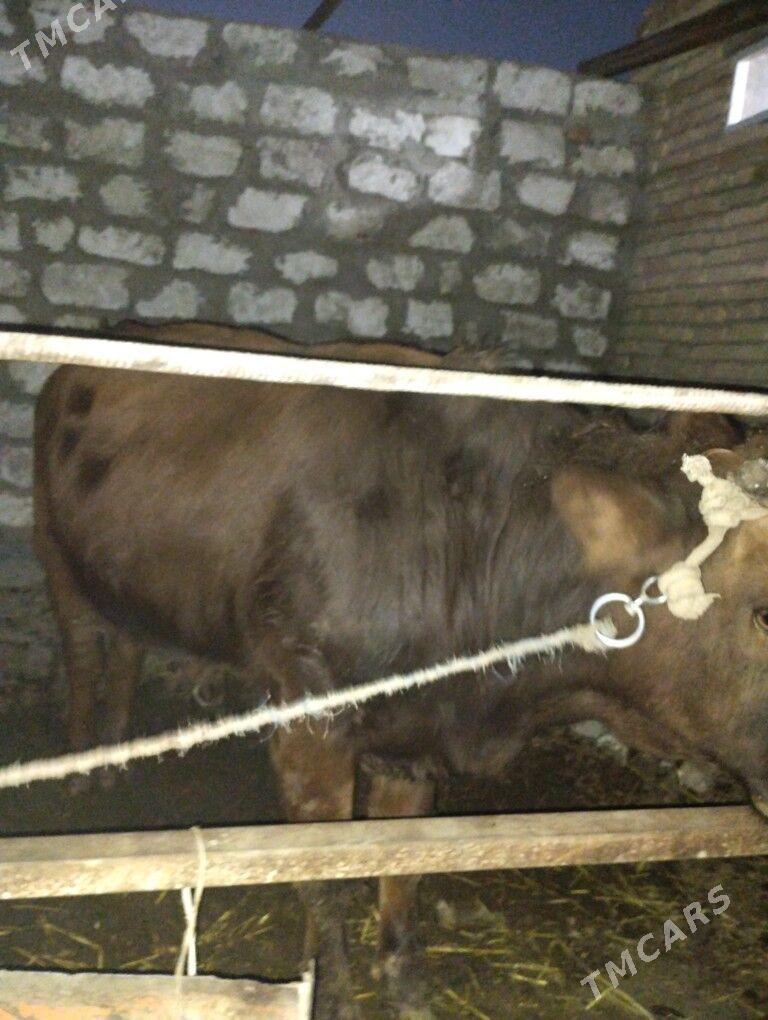 Okuz - Туркменабат - img 2