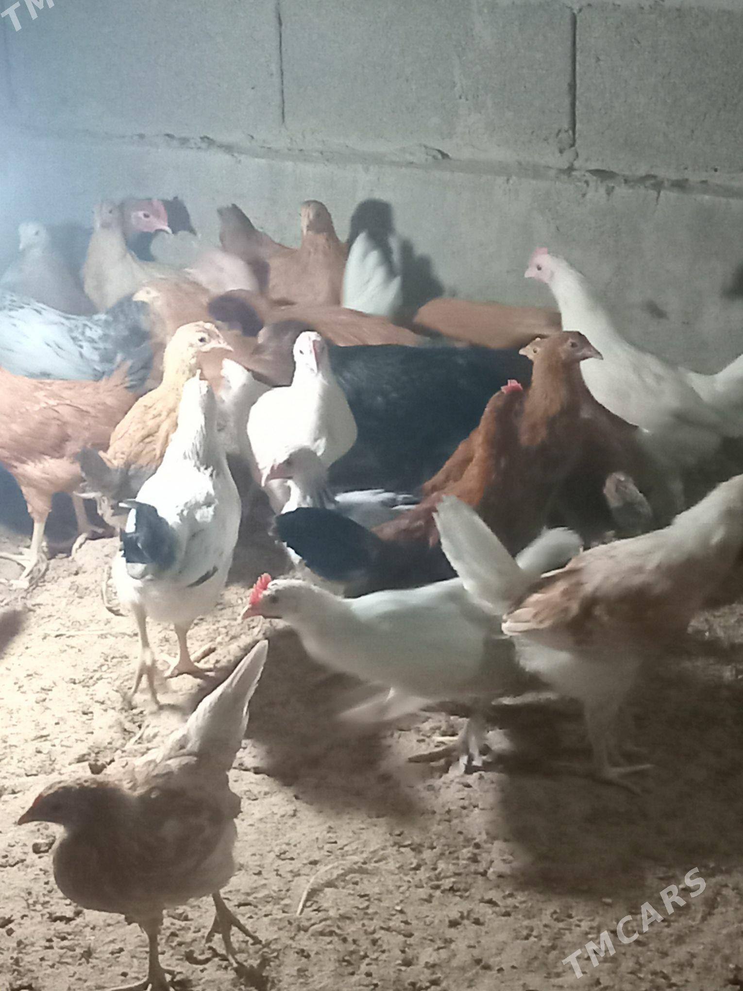 jüje - Кака - img 12