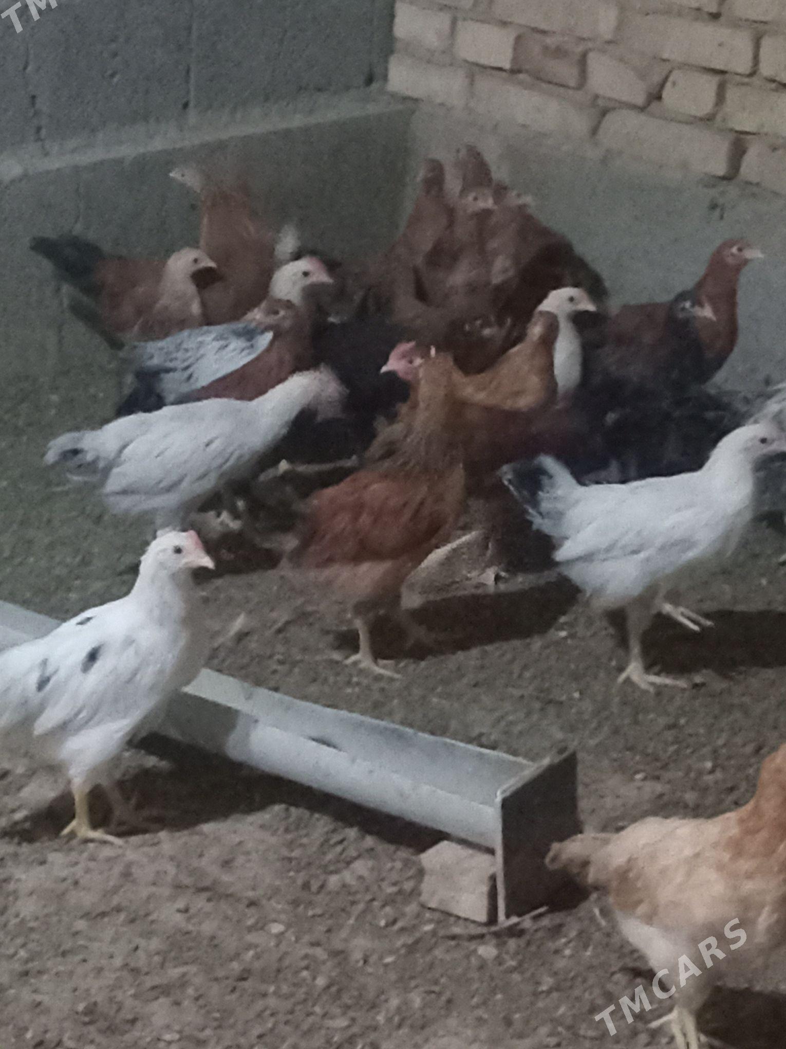 jüje - Кака - img 19