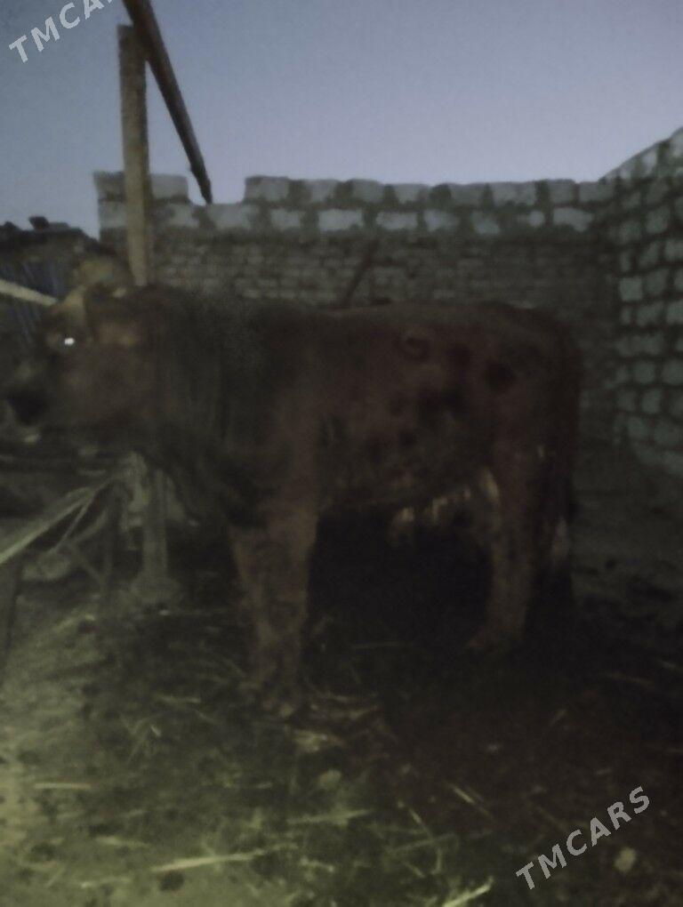 Okuz - Туркменабат - img 3