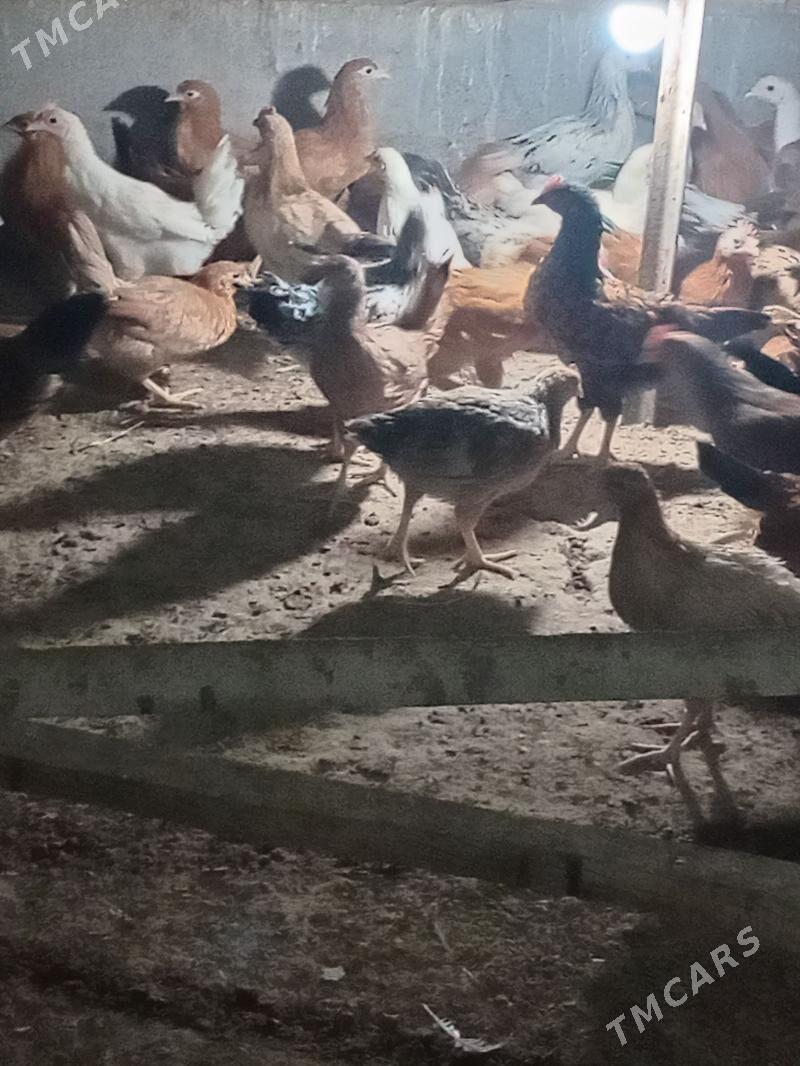 jüje - Кака - img 4