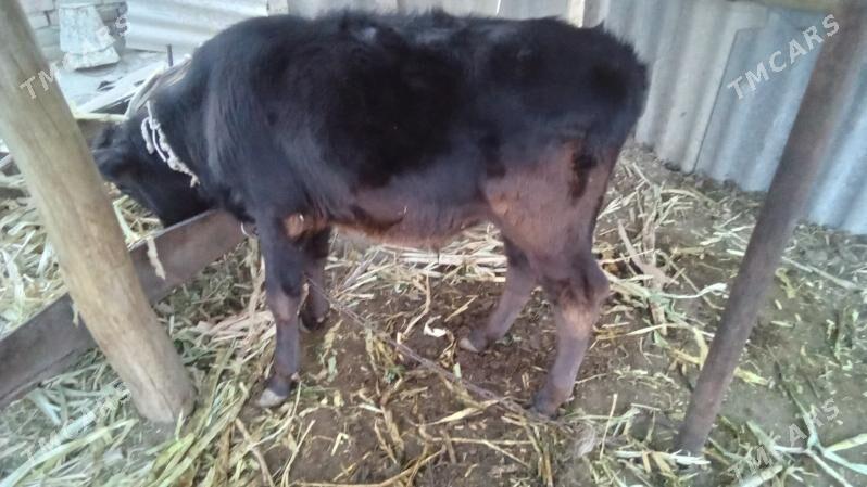 Goleli   sigir - Бахарден - img 4