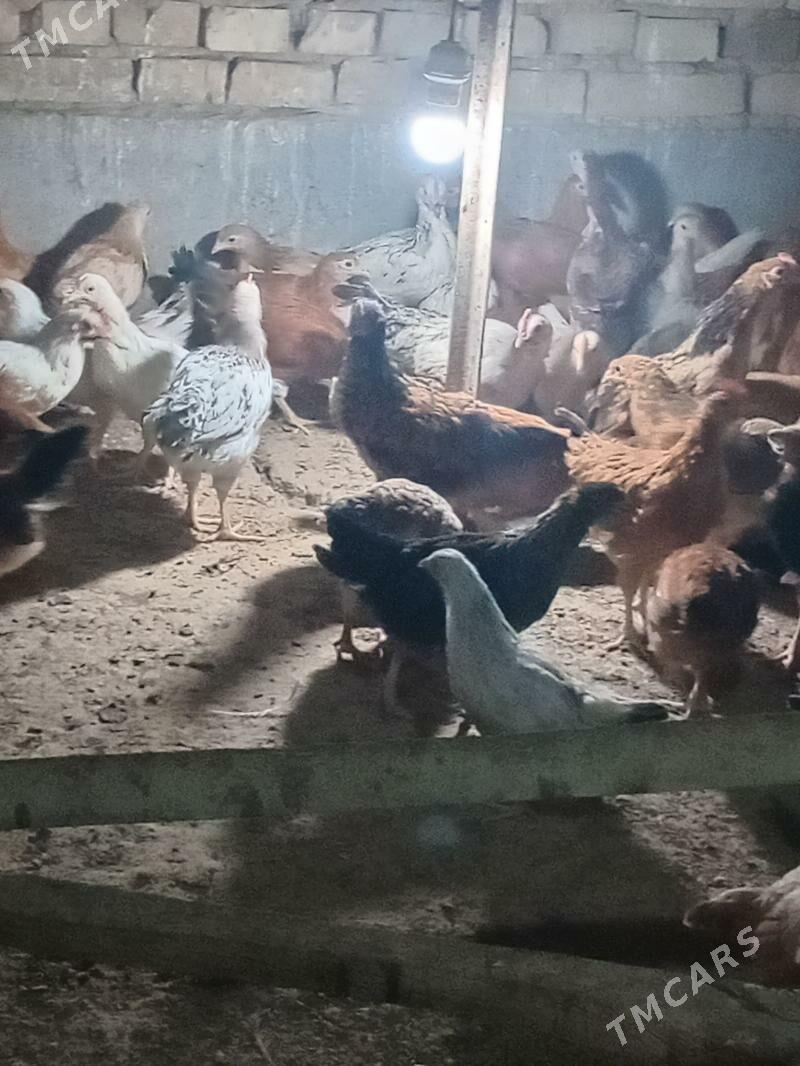 jüje - Кака - img 5