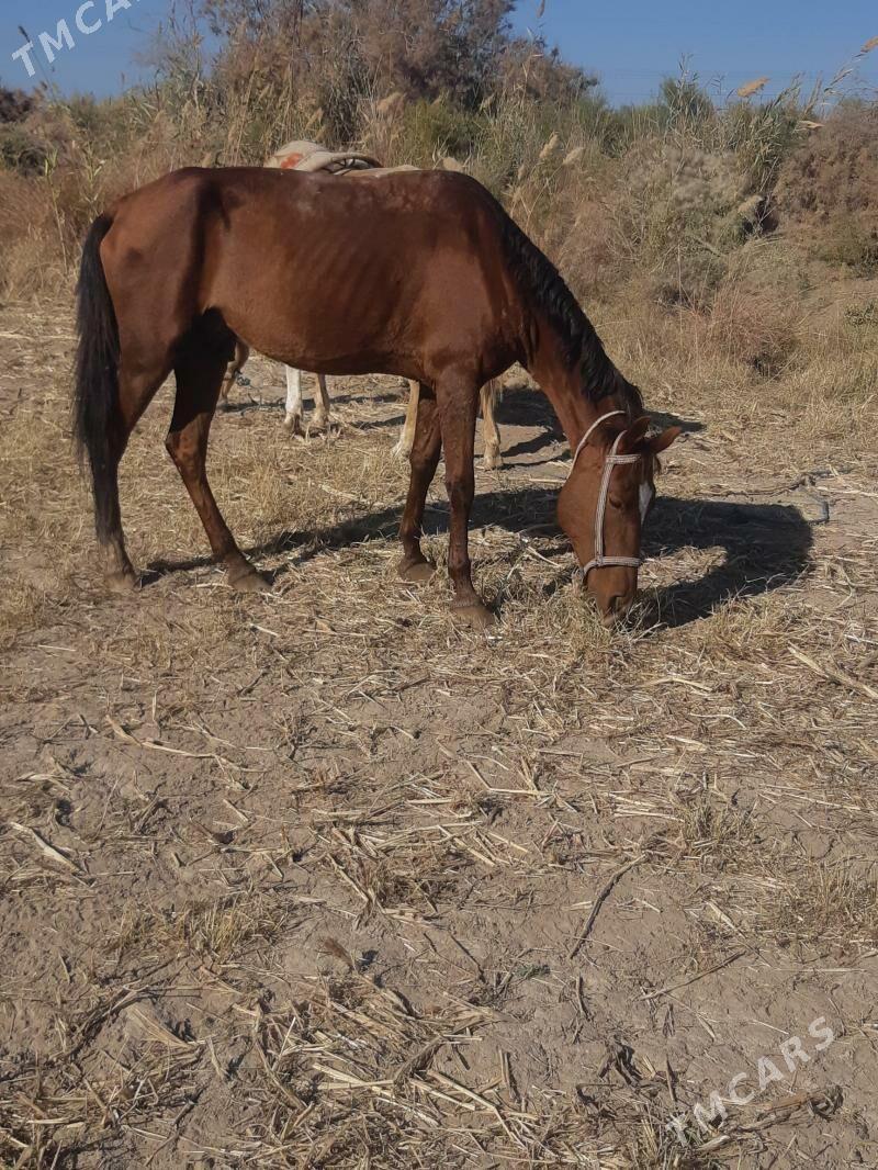 At satylyar - Гороглы (Тагта) - img 3