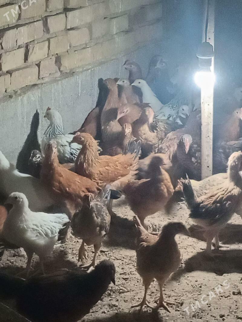 jüje - Кака - img 11