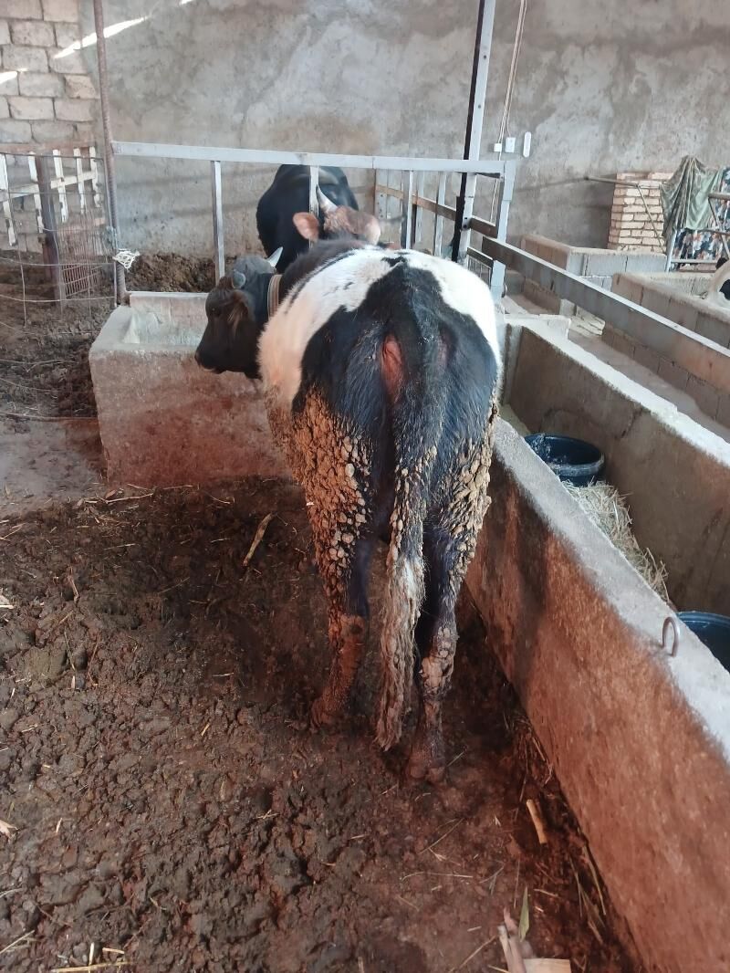 okuz - Ýaşlyk - img 3