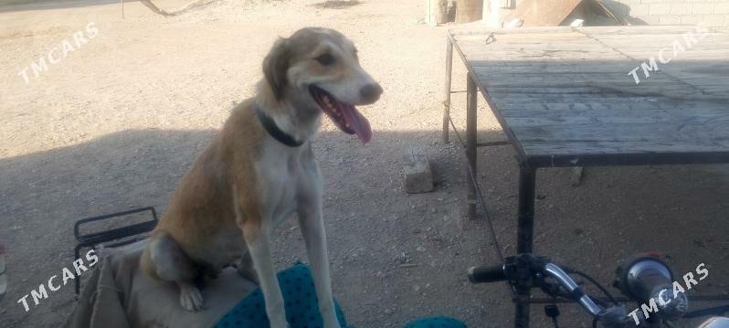 Tazy - Балканабат - img 2