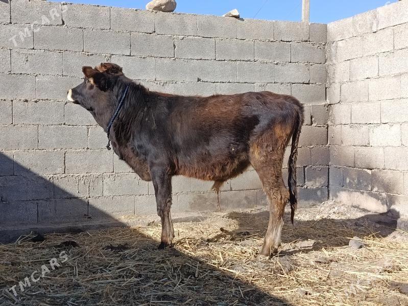 bakyly okuz - Бахарден - img 6