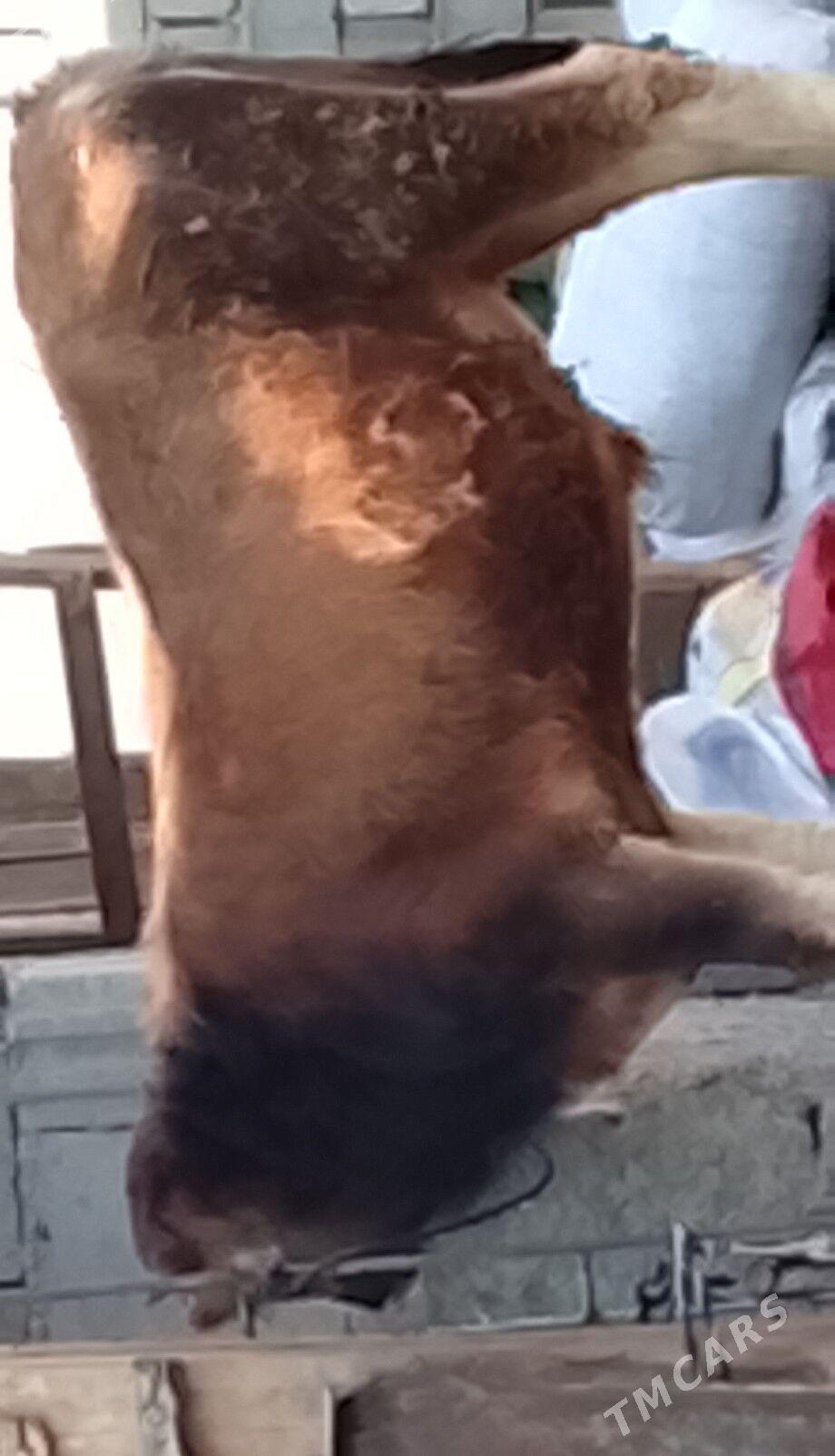 ökiz - Бузмеин - img 3