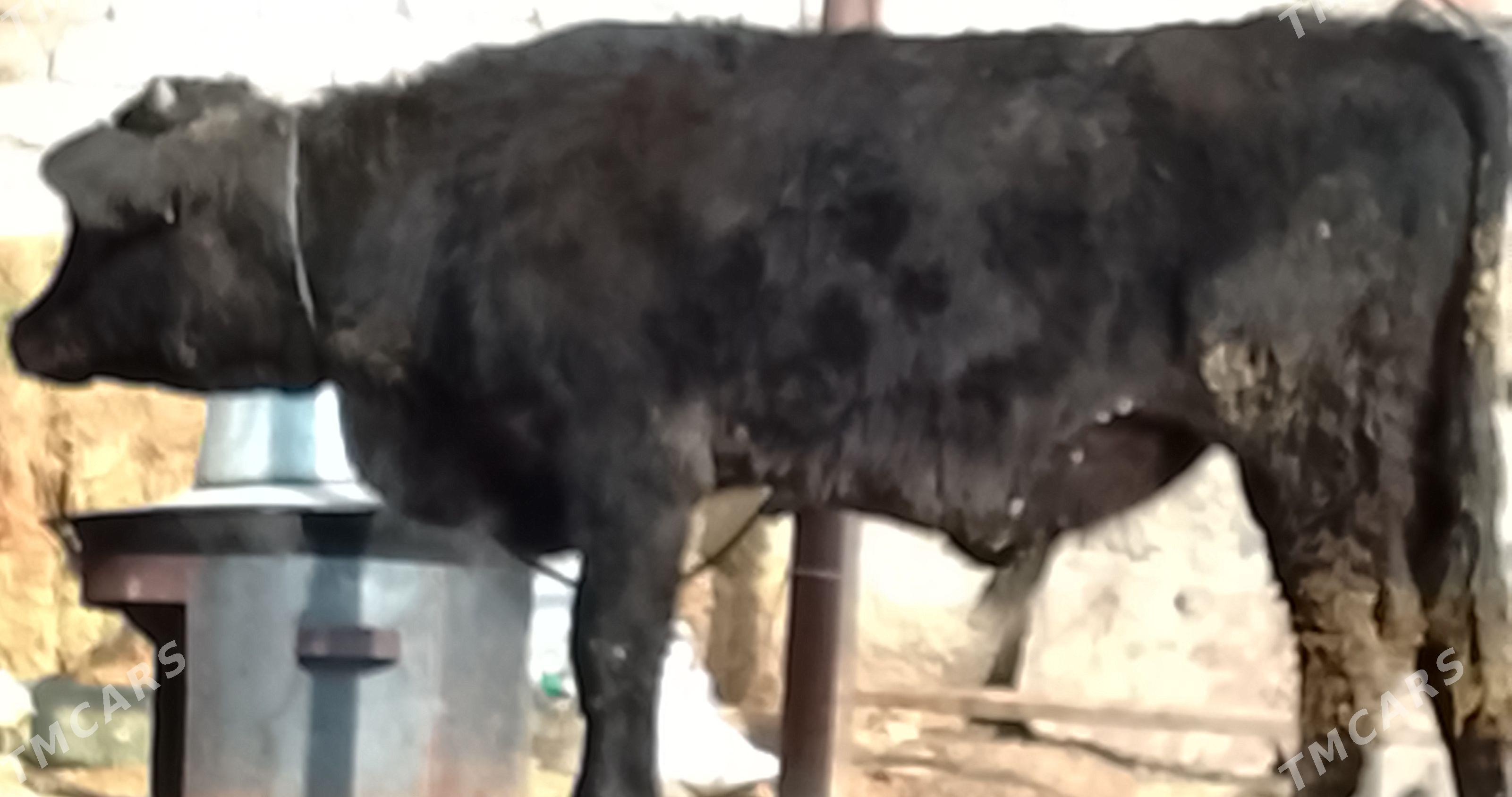 ökiz - Бузмеин - img 2