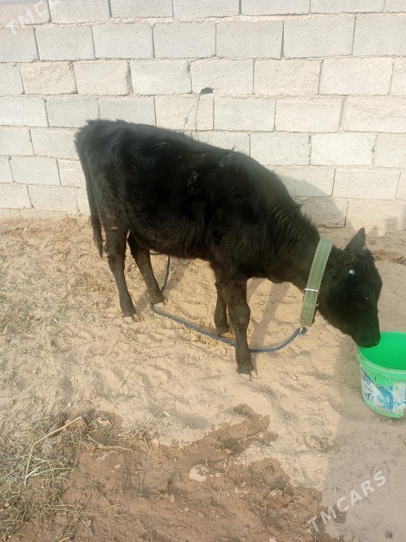 6 айдан гечен туве - Гёкдже - img 1