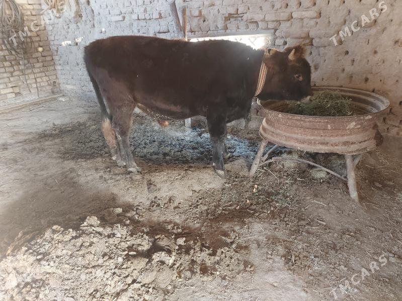 окуз - Мары - img 1