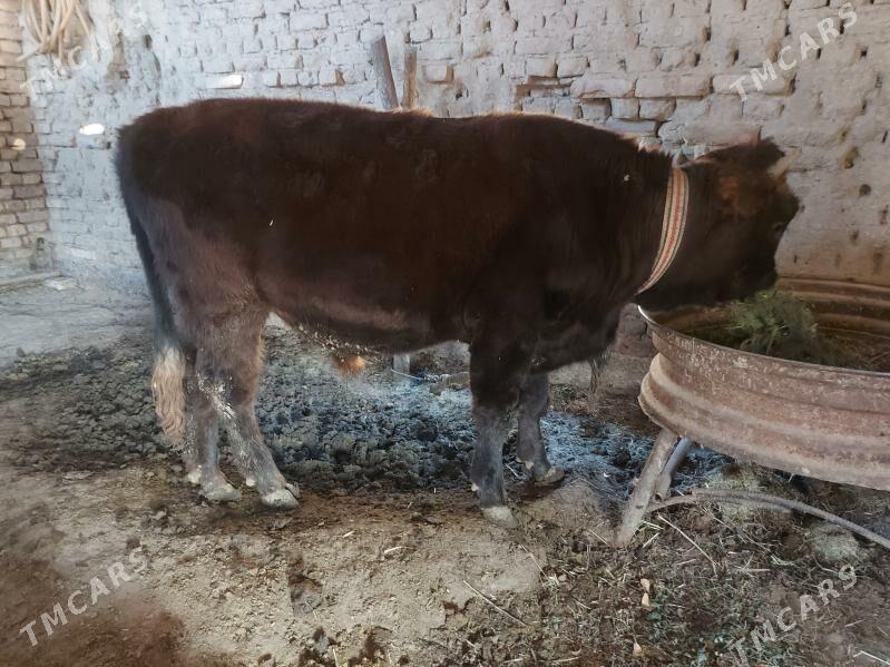 окуз - Мары - img 3