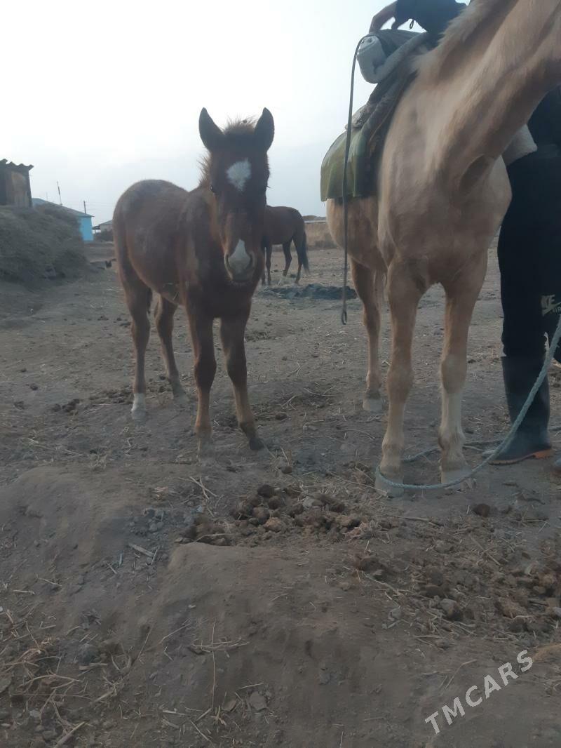 Taý Satylyar - Гороглы (Тагта) - img 2