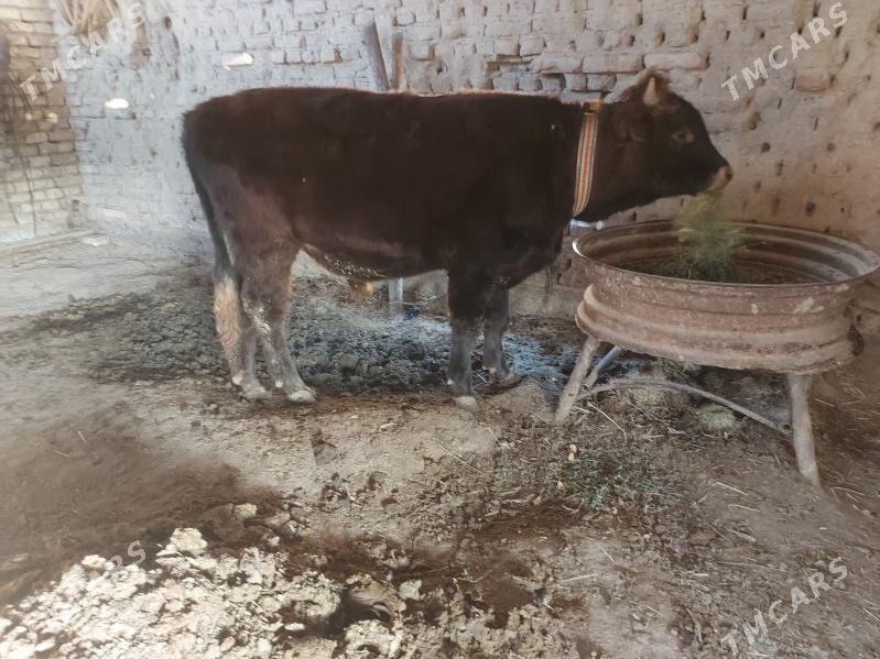 окуз - Мары - img 2