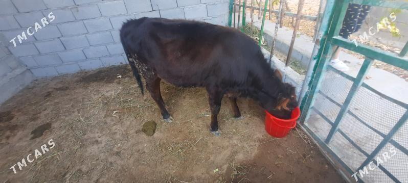 tuwe - Тязе заман - img 1