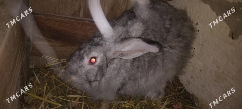 FLANDYR VE VELIKAN - Çärjew - img 1