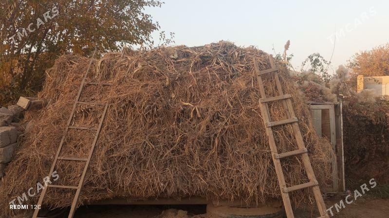 hasal ot - Çärjew - img 2