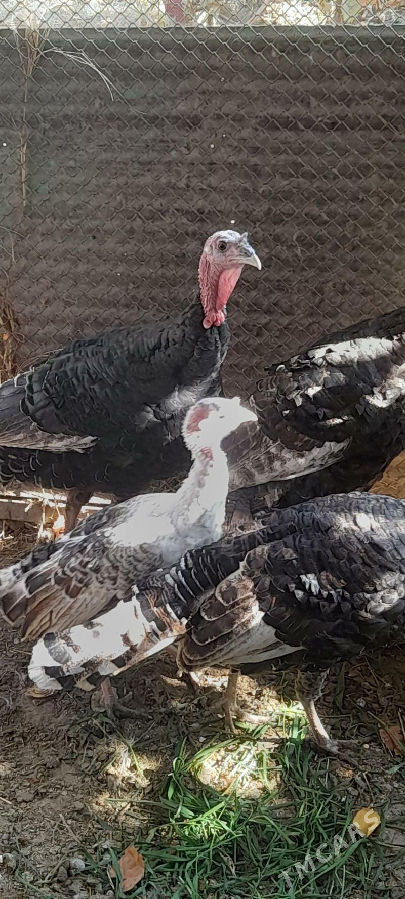 induklar - Bäherden - img 3