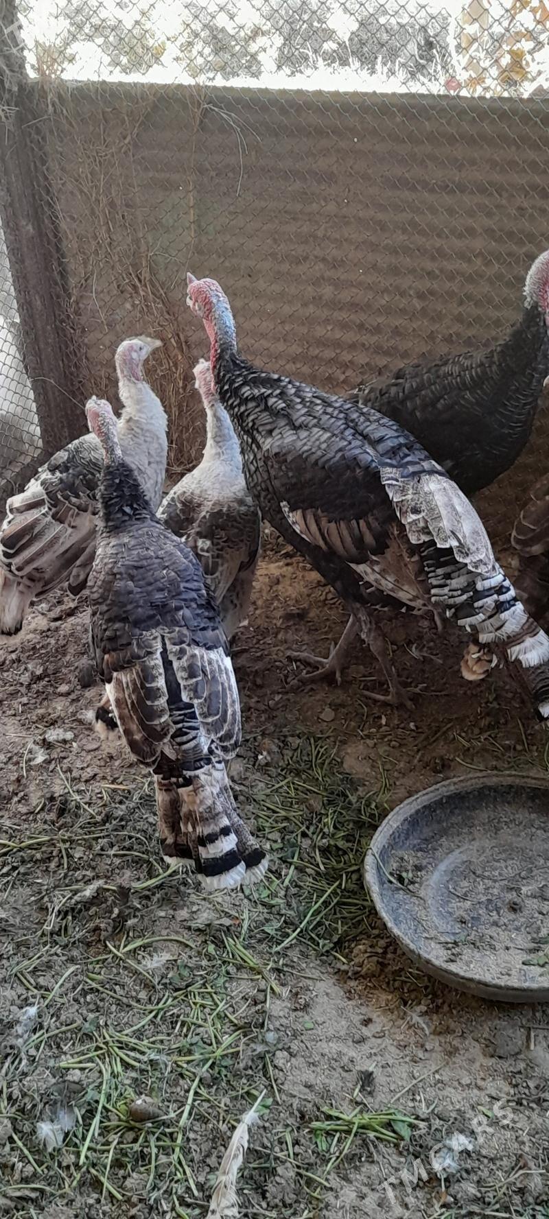 induklar - Bäherden - img 2