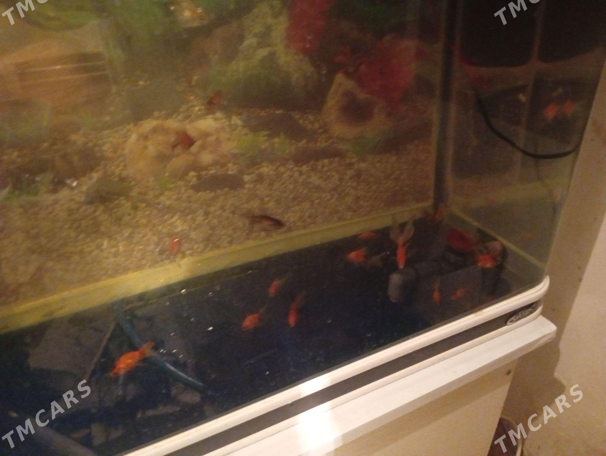 zalatoý - Дашогуз - img 2