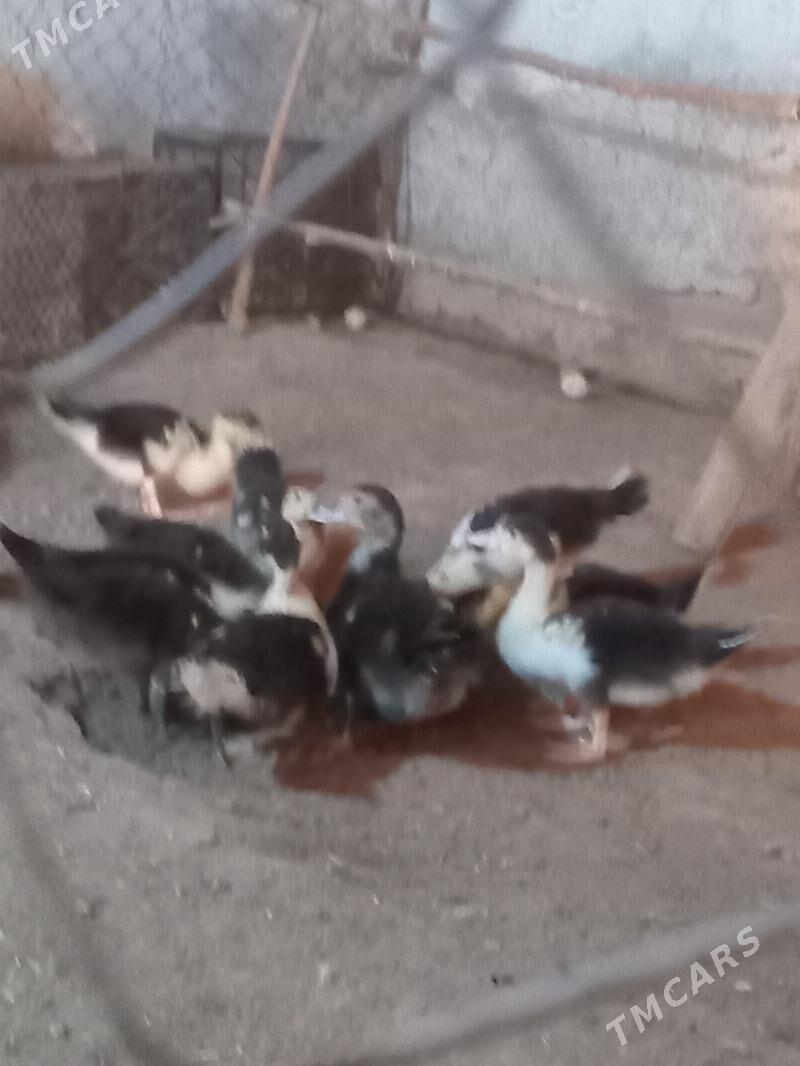 ordek - Мары - img 2