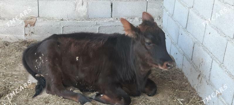 tuwe - Тязе заман - img 2