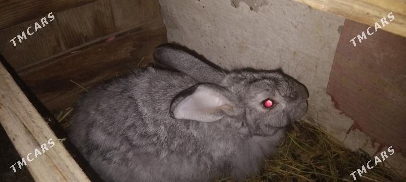 FLANDYR VE VELIKAN - Çärjew - img 3