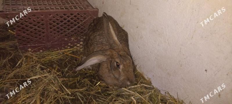 FLANDYR VE VELIKAN - Çärjew - img 2