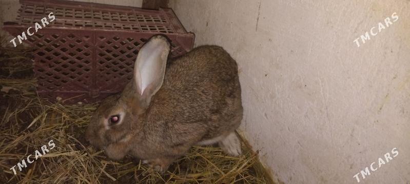 FLANDYR VE VELIKAN - Çärjew - img 4