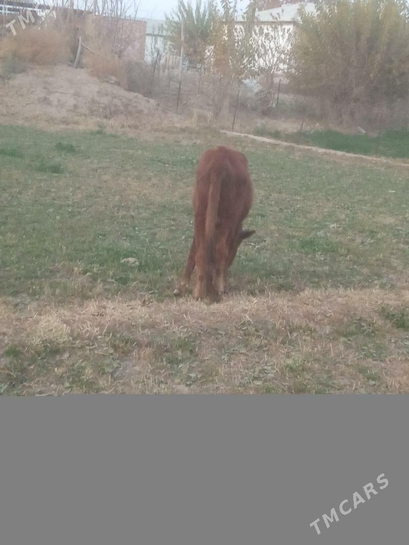 okuz - Мургап - img 2