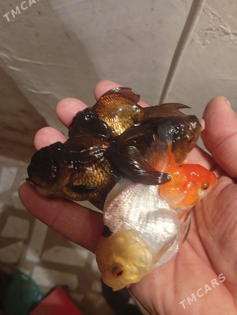 zalatoý aranda - Дашогуз - img 2