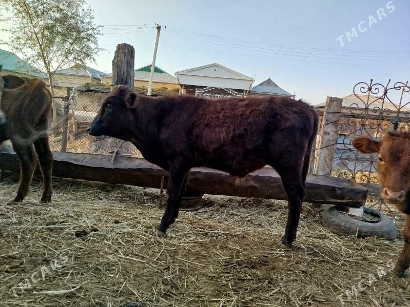 ulu mallar - Векильбазар - img 9