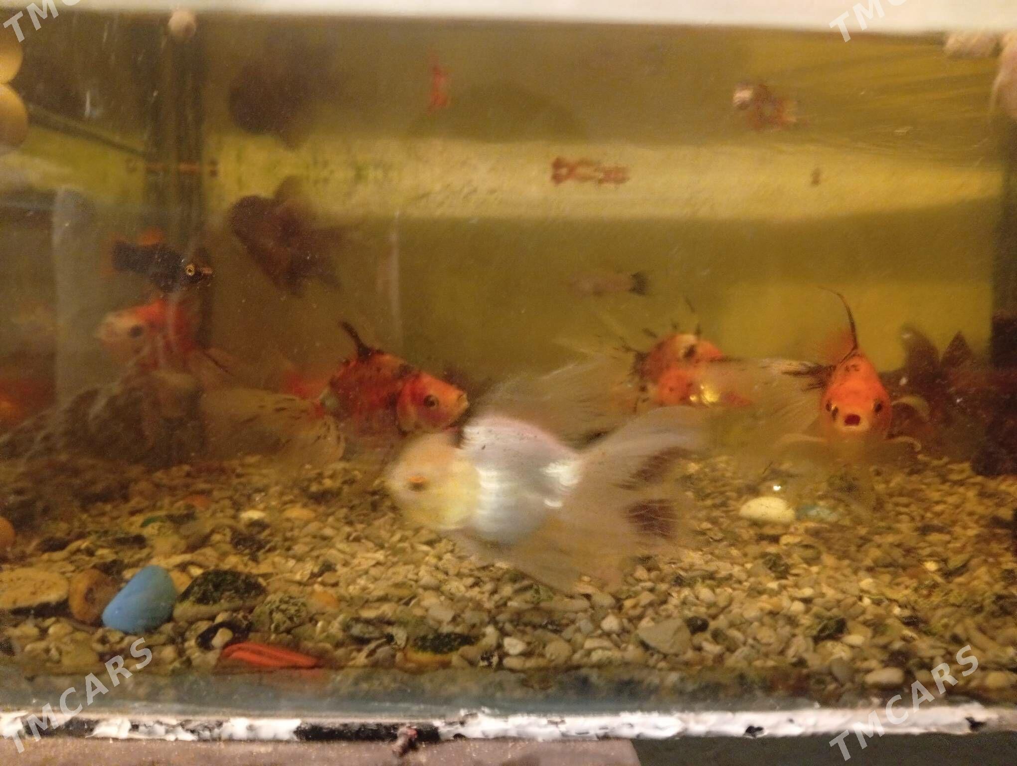 zalatoý - Дашогуз - img 3